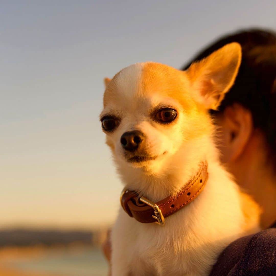 Kiyoのインスタグラム：「♔ Tama ♔ 海と夕日とタマ ♔ この時はもうすでに たらふく砂を食べていたみたいです 夜に苦しみだして部屋中をのたうちまわり あくる日に緊急入院🏥 ♔ 点滴治療と薬のおかげで 今はすこぶる元気になりましたが 今でも急に倒れるんじゃないかと ヒヤヒヤします これからはもう変なモノを食べないでね😂 ♔ #puppy#puppies#puppiesofinstagram#dog#dogs#dogsofinstagram#dogstagram#doglover#dogsofinstaworld#dog_features#instadog#instagramdogs#ilovemydog#chihuahua#chihuahuasofinstagram#chihuahualove#chihuahualife#dogsofbark#weeklyfluff#barked#animalsco#IGersJP#instagramjapan#todayswanko#pecoいぬ部#チワワ部#チワワ#スムチー#high5dogs ♔」