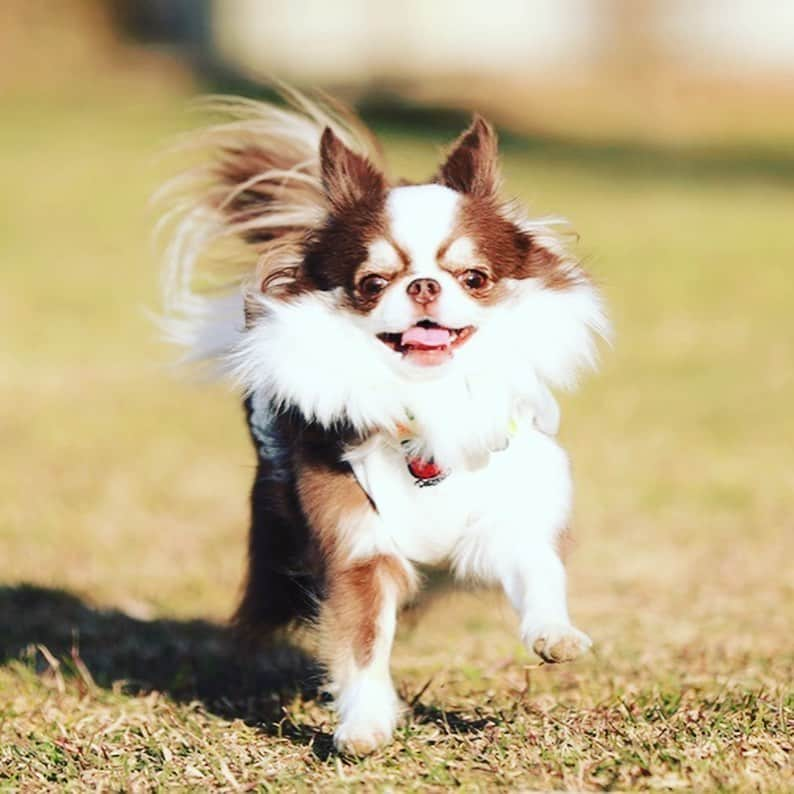 犬小屋??のインスタグラム：「今週末は、浜名湖。 みんな楽しそうに走っています。😍 この週末を楽しんだら、仕事納めまで仕事だわ😓  #chihuahua  #犬小屋 #chihuahuastagram  #チワワのいる暮らし  #チワワ大好き  #チワワ多頭飼い  #ドッグラン  #ちわすたぐらむ  #ふしぎすたぐらむ #こびすたぐらむ  #みごとすたぐらむ  #my_eos_photo  #canon  #canon_photos  #ファインダー越しの私の世界  #写真撮ってる人と繋がりたい  #チワワ好きな人と繋がりたい」