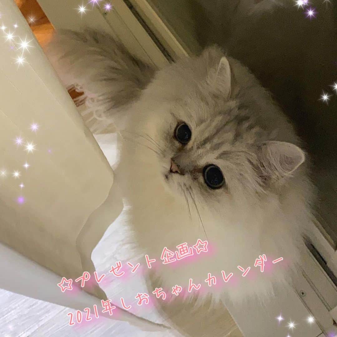 のインスタグラム：「☆2020.12.5☆ しおちゃん☆Shiochan and  Shiochan family ＊ 僕はしおだぞ。 いつもいつもありがとだぞ。 今年もたくさん僕たちにね 会いに来てくれてありがとだぞ。 今年も #僕はしおだぞプレゼントだぞ2020 企画するぞ。 僕と僕の兄姉妹弟の来年、2021年のカレンダーを合計４名の人にプレゼントするんだぞ。 ＊ いつもありがとうございます✨ 沢山の感謝の気持ちを込めまして今年も、しおちゃんプレゼント企画をやらせて頂きます。 【応募方法と条件】 ・フォロワーさんであること。 ・日本に在住されていること。 ・住所等のやり取りが可能な方。 ・ご希望カレンダーの明記がある方。 ＊ この画像をスクショして頂き、ハッシュタグで、 #僕はしおだぞプレゼントだぞ2020 と、ご希望のカレンダーを明記の上ご参加下さい。 Ａ.しおちゃんカレンダー Ｂ.しおちゃんファミリーカレンダー ＊ 応募締め切りは、12月20日です。 ＊ いつも通りに、しおちゃんにクジ引きしてもらおうと思っています。 ☆ 宜しくお願い致します😊✨✨ ☆☆☆ #僕はしおだぞ #ダメダメだぞ #僕はしおだぞプレゼントだぞ #僕はしおだぞプレゼントだぞ2020 #プレゼント企画 #mycat #lovelycats #ilovecat #chinchillapersian #chinchillasilver #boy #prince」
