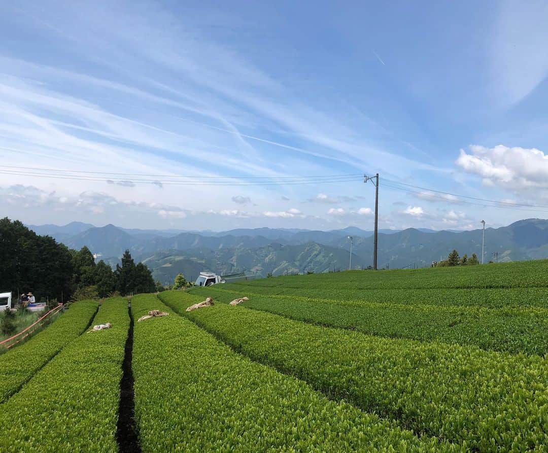 KAINO Yuさんのインスタグラム写真 - (KAINO YuInstagram)「120年続くお茶農家、いはち農園🌿 この度いはち農園さんが有機栽培農地を守る為、海外にお茶を輸出可能にする為に、クラウドファウンディングを行なっております。 📷🤍 @ihachinouen   歴史ある農家さんですが、30年前からお茶ではなかなか難しい有機栽培への切り替えを所有する全ての農地に行い、今まで農薬は不使用、化学肥料も一切使用していないお茶を提供し続けています。 まず、元々普通に栽培していた農地を全て有機栽培へ変更する事は、土を一から変えたり、今までの農薬を使う栽培より比べ物にならない程手間がかかったりと、並々ならぬ決意と努力がなければ出来ない事だと思います。  普段の作業も、除草剤を撒けない為、広い農園をこまめに草刈機や手で雑草を抜き、茶の木の中からも生える草も体を突っ込んで抜かなければならなかったり  お茶の味を決める肥料も、いはち農園さんは市販の肥料とは違い、機械では散布できない独自配合された有機肥料である為、15kg程ある肥料を1袋ずつ担いで散布します。それを全農地にすると500袋を使用されるそうです。急傾斜地での作業で体力と気力もかなり必要となってきます。  緑茶は一般的に、4月末くらいから"新茶"と呼ばれる一番茶を収穫し、それ以降収穫されるお茶は二番茶、三番茶、、と続きますが、有機栽培では農薬を使わない為、梅雨時期に入ってくる二番茶以降は病気や害虫などの被害に遭いやすく、安定して収穫が難しいのです。 なので、長い時間と手間暇かけて育ててきた1番茶が天候等でダメになってしまうと、収入が激減してしまい、大打撃です。農家さんは自然災害にかなり左右されますが、有機栽培ではとりわけ大変になってきます。 ...  このように、昔からある伝統や文化をを守る為に新しい事に挑戦し、努力され、その信念を貫き通すいはち農園さんをとても尊敬しています。  山の奥地に広がる美しい畑の風景 自然で美味しいお茶、日本の文化を今後も守っていけるように、私も微力ながら支援させていただきました🕊🍃  頑張っている農家さんが恵まれる時代になってほしいですね🌞  ※クラウドファンディングの詳細は私のストーリー、もしくは @yuio2580 のプロフィールからご覧ください。」12月5日 11時47分 - kainoyu