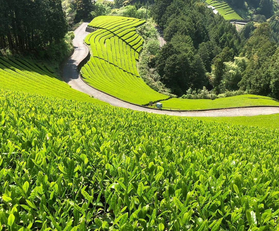 KAINO Yuのインスタグラム：「120年続くお茶農家、いはち農園🌿 この度いはち農園さんが有機栽培農地を守る為、海外にお茶を輸出可能にする為に、クラウドファウンディングを行なっております。 📷🤍 @ihachinouen   歴史ある農家さんですが、30年前からお茶ではなかなか難しい有機栽培への切り替えを所有する全ての農地に行い、今まで農薬は不使用、化学肥料も一切使用していないお茶を提供し続けています。 まず、元々普通に栽培していた農地を全て有機栽培へ変更する事は、土を一から変えたり、今までの農薬を使う栽培より比べ物にならない程手間がかかったりと、並々ならぬ決意と努力がなければ出来ない事だと思います。  普段の作業も、除草剤を撒けない為、広い農園をこまめに草刈機や手で雑草を抜き、茶の木の中からも生える草も体を突っ込んで抜かなければならなかったり  お茶の味を決める肥料も、いはち農園さんは市販の肥料とは違い、機械では散布できない独自配合された有機肥料である為、15kg程ある肥料を1袋ずつ担いで散布します。それを全農地にすると500袋を使用されるそうです。急傾斜地での作業で体力と気力もかなり必要となってきます。  緑茶は一般的に、4月末くらいから"新茶"と呼ばれる一番茶を収穫し、それ以降収穫されるお茶は二番茶、三番茶、、と続きますが、有機栽培では農薬を使わない為、梅雨時期に入ってくる二番茶以降は病気や害虫などの被害に遭いやすく、安定して収穫が難しいのです。 なので、長い時間と手間暇かけて育ててきた1番茶が天候等でダメになってしまうと、収入が激減してしまい、大打撃です。農家さんは自然災害にかなり左右されますが、有機栽培ではとりわけ大変になってきます。 ...  このように、昔からある伝統や文化をを守る為に新しい事に挑戦し、努力され、その信念を貫き通すいはち農園さんをとても尊敬しています。  山の奥地に広がる美しい畑の風景 自然で美味しいお茶、日本の文化を今後も守っていけるように、私も微力ながら支援させていただきました🕊🍃  頑張っている農家さんが恵まれる時代になってほしいですね🌞  ※クラウドファンディングの詳細は私のストーリー、もしくは @yuio2580 のプロフィールからご覧ください。」