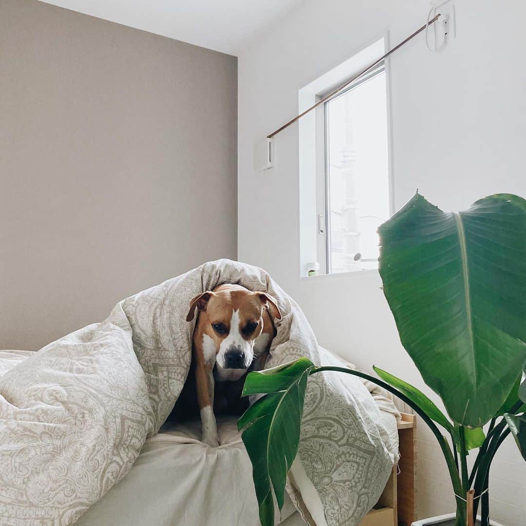 Fabiolla Takinamiのインスタグラム：「good morning🌿 . 2人共寝不足。。 早く良くなろうね😭 . . #pitbull#dog#doggybro#ワンコ#morning#犬#犬と暮らす#犬がいる生活#インテリア#ベッドルーム」