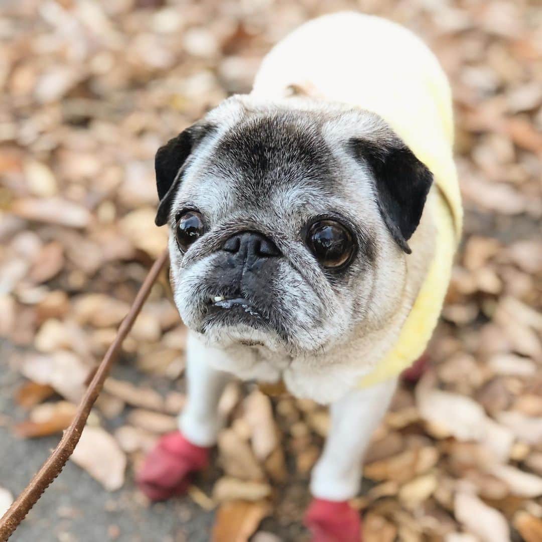 八兵衛のインスタグラム：「Hello December 🍂 Dec4,2020 * * 今日は冷たい雨☂️ 昨日のお散歩写真で。 * *  #ほぼ黒パグ #おじいちゃん犬 #pug #puggy #puglife #puglove #petstagram #pugstagram #pugsofinstagram #pugs #dog #ふわもこ部  @igersjp #IGersJP #east_dog_japan #pecoイヌ部 #八兵衛 #はちべえ #sippoストーリー」