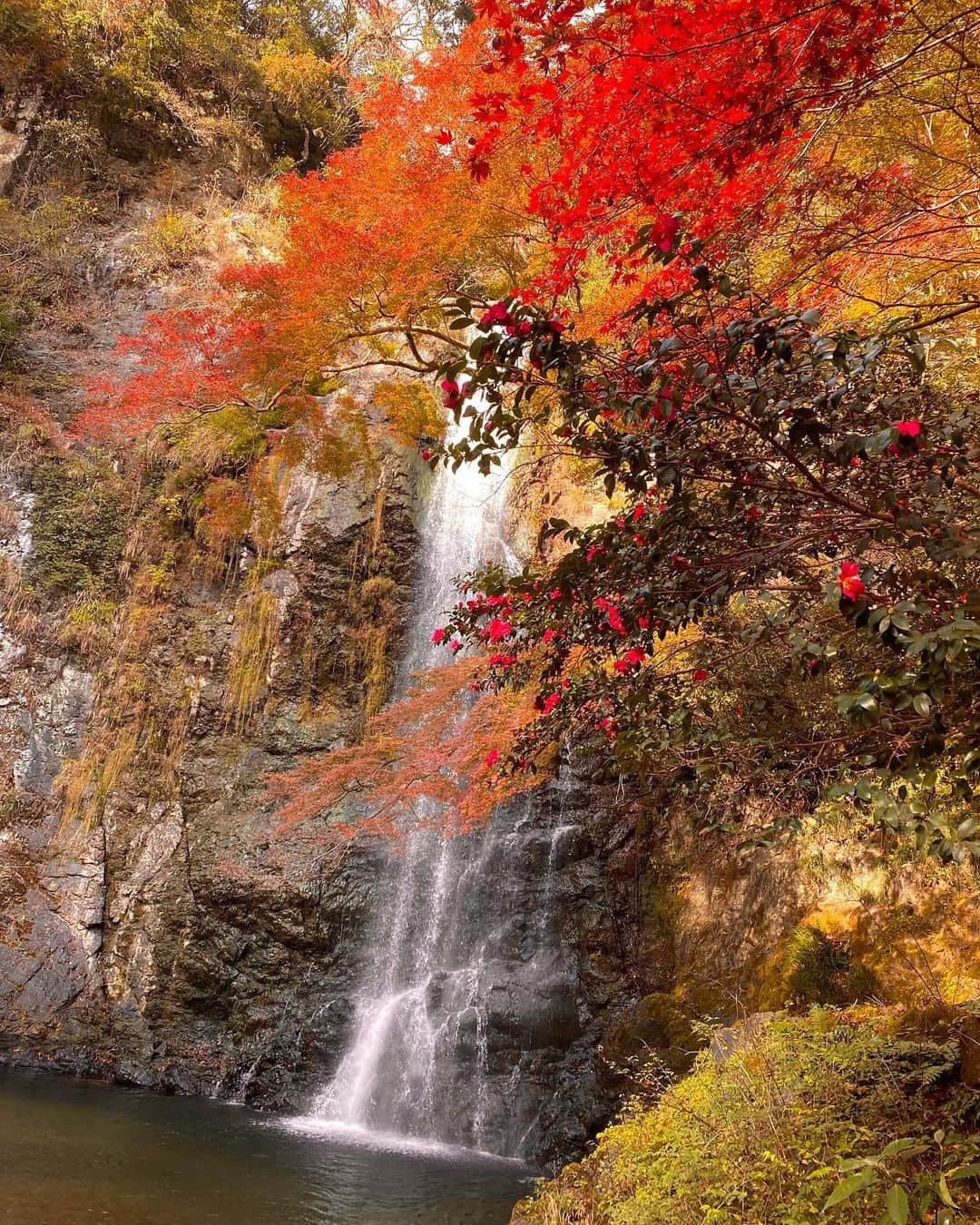 Erenaさんのインスタグラム写真 - (ErenaInstagram)「🍁🍂Autumn leaves🍂🍁 Practice at this waterfall. Meditate Time. この滝で修行できそう🧘🏼‍♀️🌊 教えてもらったアプリ使ったら滝流れてるみたいになったよ👏👏👏🤩thank you…♡ ⇒⇒⇒つづく . #autumnleaves#japan#fourseasons#determination#strong#power#future#happy#bright#light#color#紅葉#四季#日本#写真#風景#川#滝#修行#瞑想#マイナスイオン#マイナスイオンチャージ」12月5日 12時33分 - o1.erena.1o_