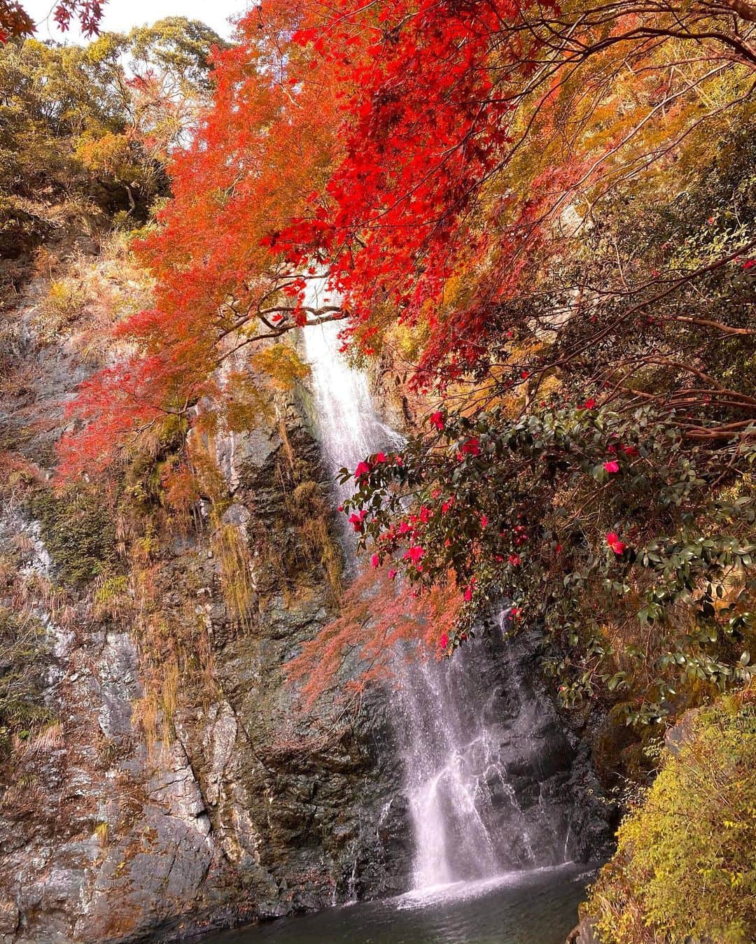 Erenaさんのインスタグラム写真 - (ErenaInstagram)「🍁🍂Autumn leaves🍂🍁 Practice at this waterfall. Meditate Time. この滝で修行できそう🧘🏼‍♀️🌊 教えてもらったアプリ使ったら滝流れてるみたいになったよ👏👏👏🤩thank you…♡ ⇒⇒⇒つづく . #autumnleaves#japan#fourseasons#determination#strong#power#future#happy#bright#light#color#紅葉#四季#日本#写真#風景#川#滝#修行#瞑想#マイナスイオン#マイナスイオンチャージ」12月5日 12時33分 - o1.erena.1o_