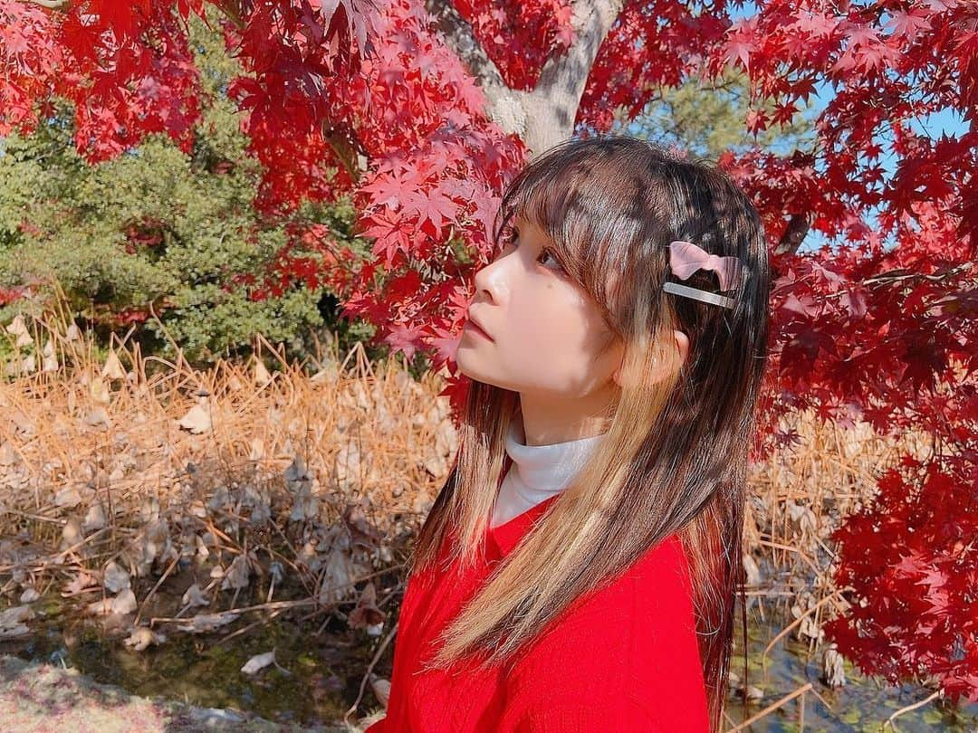 増井みおさんのインスタグラム写真 - (増井みおInstagram)「赤いねえ〜 赤だねえ〜 綺麗だね〜 #紅葉 #真っ赤」12月5日 12時45分 - mio006