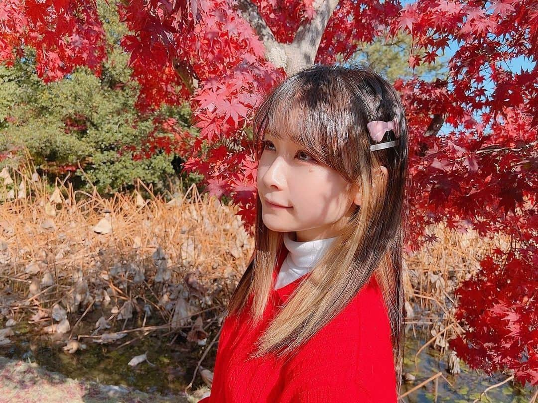 増井みおさんのインスタグラム写真 - (増井みおInstagram)「赤いねえ〜 赤だねえ〜 綺麗だね〜 #紅葉 #真っ赤」12月5日 12時45分 - mio006