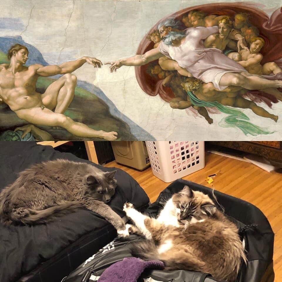 The Cats Of Instagramのインスタグラム：「Same energy. - @ran_buru / @amander_dupree」