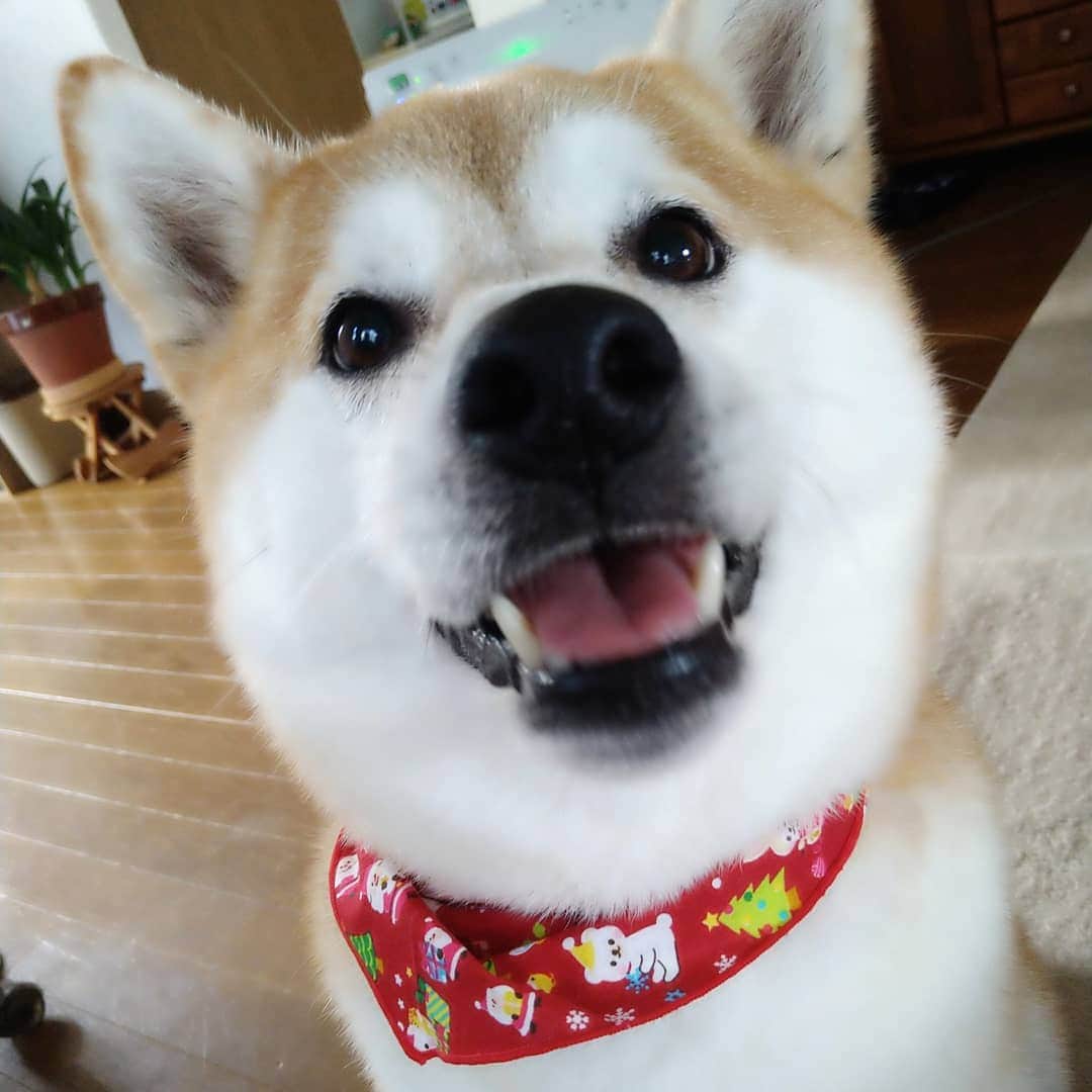 柴犬⭐️サスケのインスタグラム：「こんにちワン #トリミング#シャンプー#いい匂い#茶助#柴犬#14.1キロ#太った#重い#コロナ太りですか#赤柴#pecoいぬ部 #shibagram #shibastagram #shibasnap #🐶📷 #🐶#犬ら部 #ふわもこ部 #わんだフォ #いぬのいる生活 #いぬのいる暮らし」