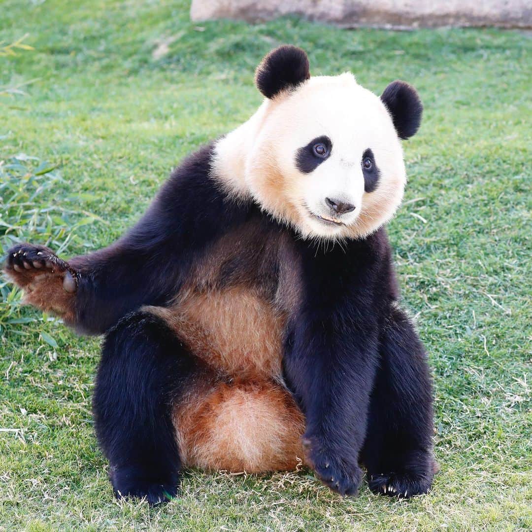 パンダ（白浜）さんのインスタグラム写真 - (パンダ（白浜）Instagram)「ONE DAY of 365 days 🐼😊🐼 #photography #adventureworld #アドベンチャーワールド #ADVENTUREWORLDPANDAS #baby #HELLOLITTLE #pandamental #hellopanda #ハローリトル #ハローパンダ #パンダグラビア #パンダ　and #panda #pandababy 🐼🐼🐼」12月5日 13時12分 - hellopanda_book