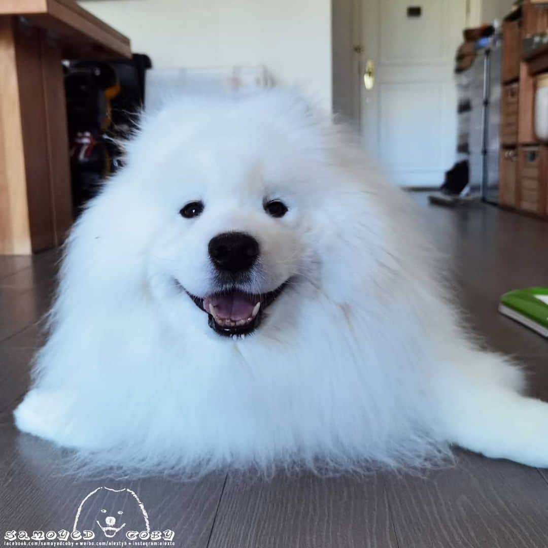 のインスタグラム：「😛😛😛 #cute #dog #doglover #dogsofinstagram #dogoftheday #dogofthedayjp #dogstagram #fluffy #hkig #hongkong #ilovemydog #instadog #instagood #instamood #instagraphy #instapic #samoyedoninstagram #pet #petlovers #petsofinstagram #petstagram #photooftheday #puppy #pupsofinstagram #samoyed #samoyedsofinstagram #webstagram #犬 #サモエド」