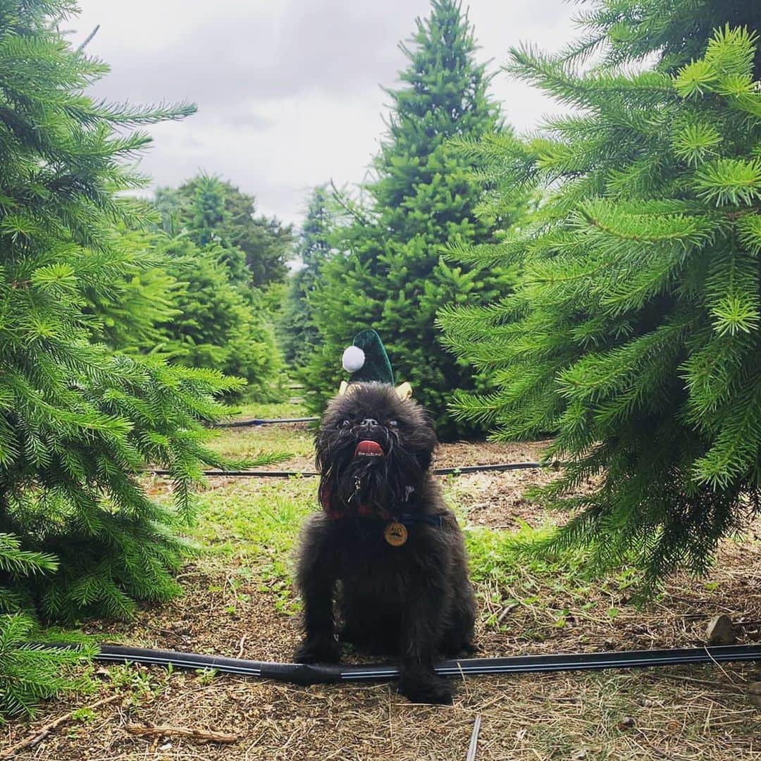 Digby & Aloのインスタグラム：「So many trees, so little time 💦」