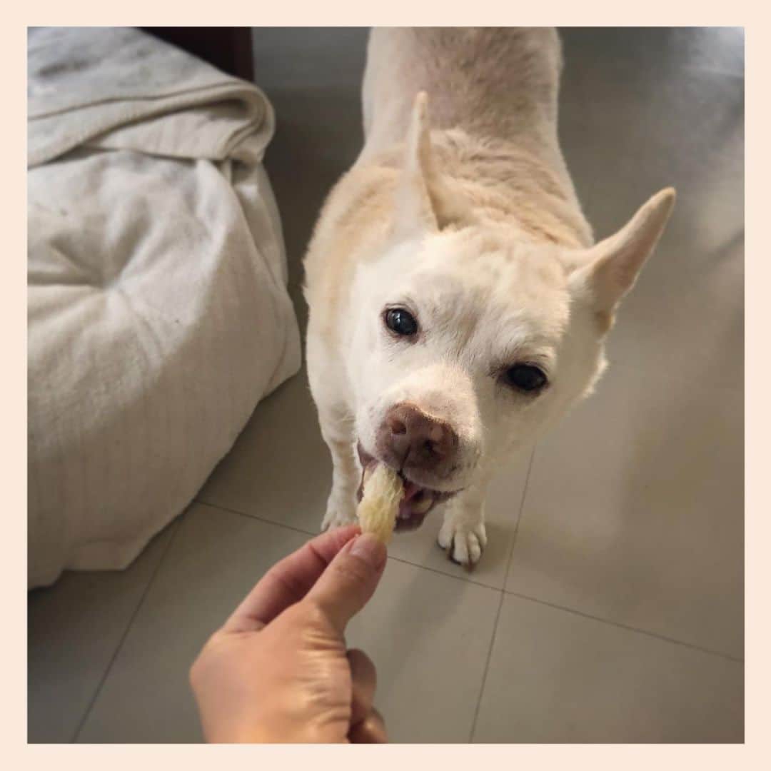 のインスタグラム：「🍞❤️  #元保護犬 #雑種犬 #crossbreed #mixdog #キップル14歳」