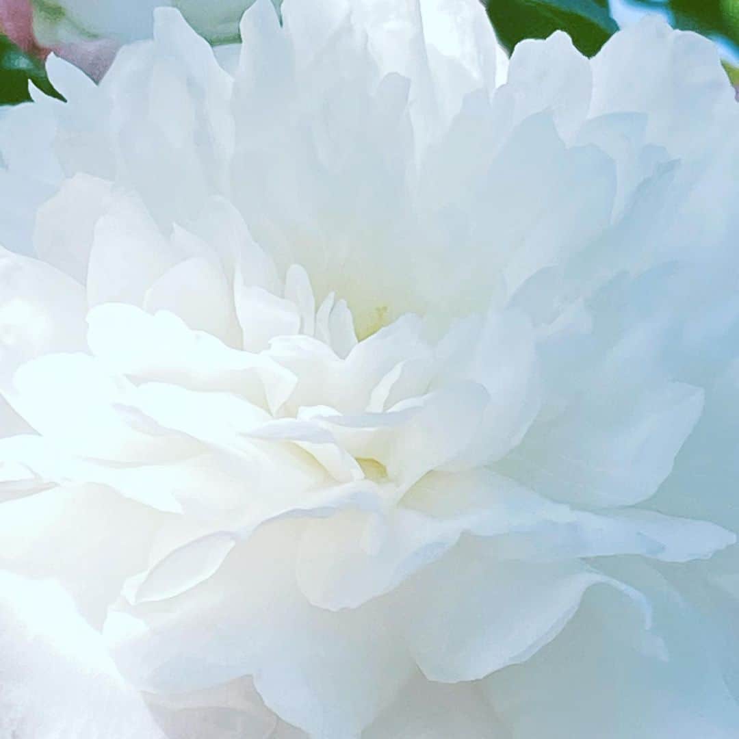 中野敬久さんのインスタグラム写真 - (中野敬久Instagram)「#flower #flowersoflife #white #hope #tranceparent」12月20日 9時36分 - hirohisanakano