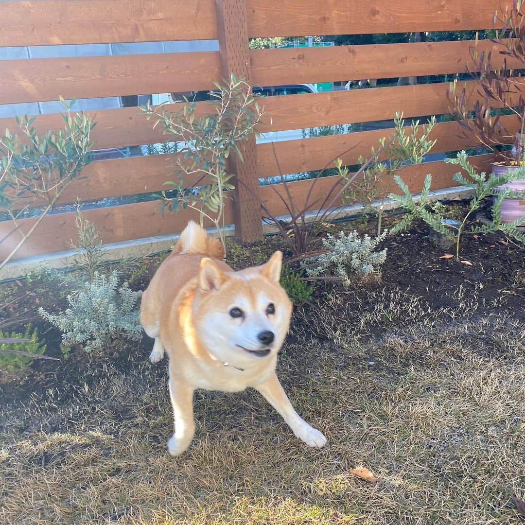 マル子のインスタグラム：「庭で遊ぶ姿を見て涙が出るほど嬉しい😂  #マル子  #shiba  #柴犬」