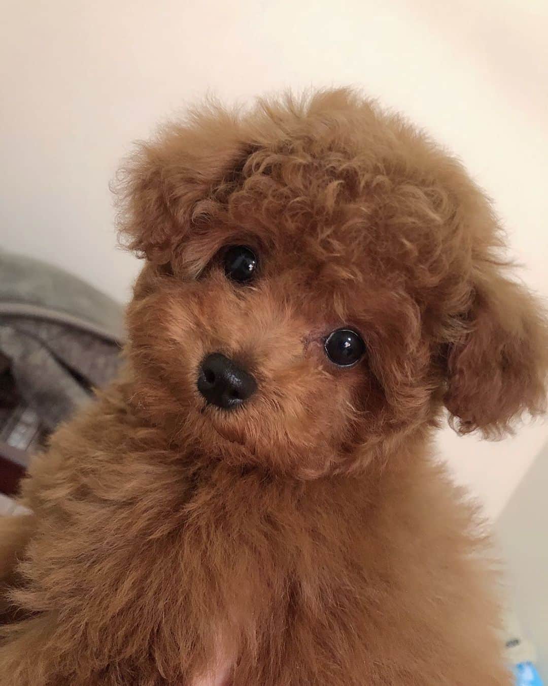 平野夢来（ゆぴぴ）のインスタグラム：「イッヌ🐾  シャンプー後でほわほわちゃん🧴💗」