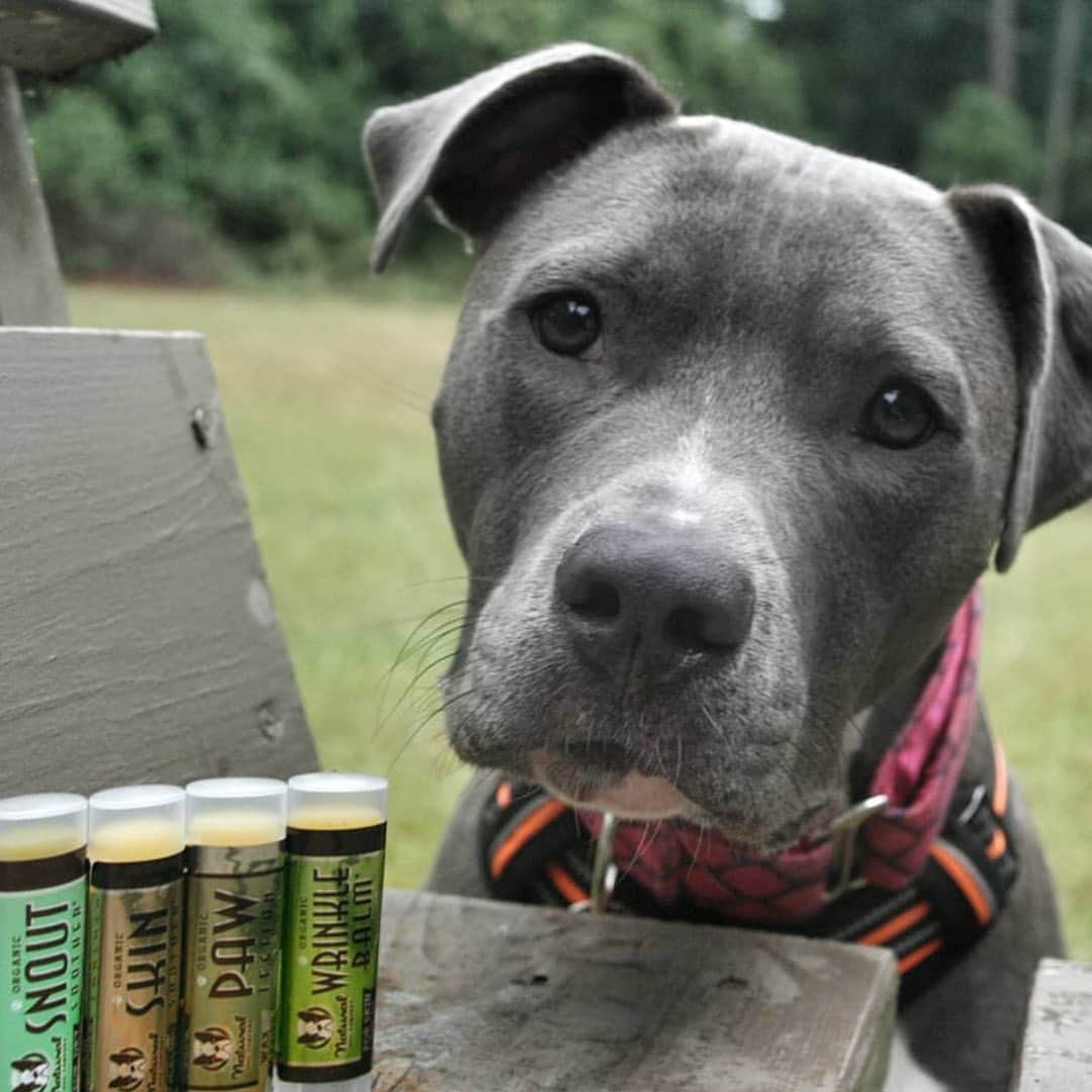 Pit Bull - Fansのインスタグラム：「Stocking stuffers for your pupper(s)! Perfectly sized to make sure your pup stays moisturized and protected, even on the go. Sample all 5 and see the amazing results for yourself. . ⭐ SAVE 20% off @naturaldogcompany with code PITFANS at NaturalDog.com  worldwide shipping  ad 📷: @mako_the_shark_」