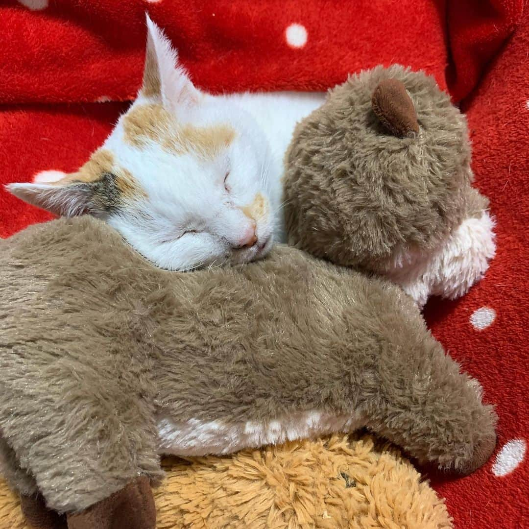 マルさんのインスタグラム写真 - (マルInstagram)「💤ねんねんマルミン　マルみんみん₍^·͈༝·͈^ฅ 来年2021年　『ねこ休み展冬2021」の 展示パネル写真展に 初めて参加させて頂きます。 いつも見てもらってるサイズより 大っきなサイズのマルミンを 楽しんでいただけたら嬉しいみん₍^·͈༝·͈^ฅ . 開催時期の頃には コロナが落ち着いてますように…。 . 開催日時 2021年1月22日〜2月28日 11時〜19時  開催場所  TODAYS GALLERY STUDIO. 東京都台東区浅草橋5-27-6 五階ギャラリー  入場料金 600円  #ねこ休み展#ねこ休み展冬2021 #おうち時間#ねこすたぐらむ#猫との暮らし#cat#ねこ部#みんねこ#ねこのきもち#癒し#bestmeow#三毛猫#猫#ふわもこ部#にゃんすたぐらむ#instacat_meow#ペコねこ部」12月20日 9時17分 - maruruna