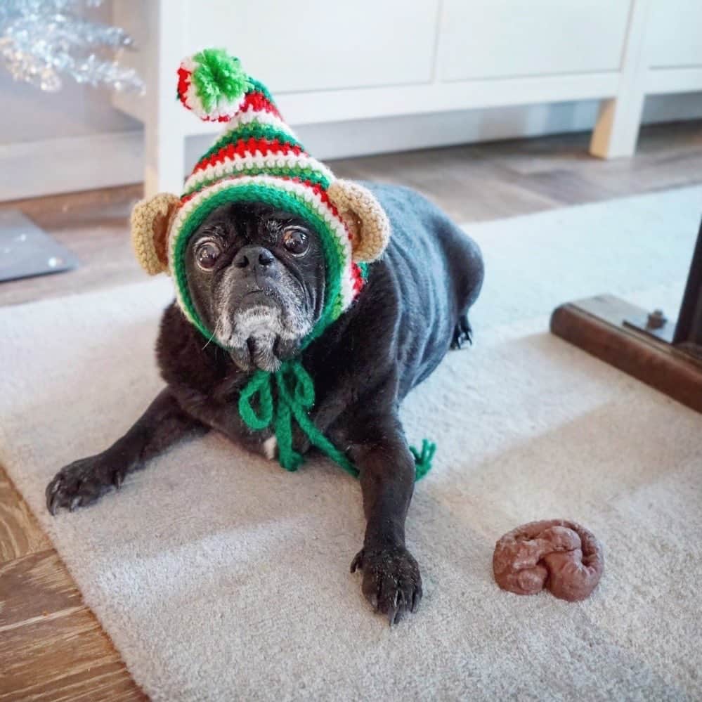 ロッコのインスタグラム：「Christmas is coming I shit you not #pugontheshelf . Thank you @matildazpug for the caption . . #elfontheshelf #Ohmyweldon #pug #puglife #pugstagram #pugsofinstagram #dogsofinstagram #weeklyfluff #theweekoninstagram #austindogs #dogsofbark #teampixel #atx #buzzfeedanimals #speakpug」