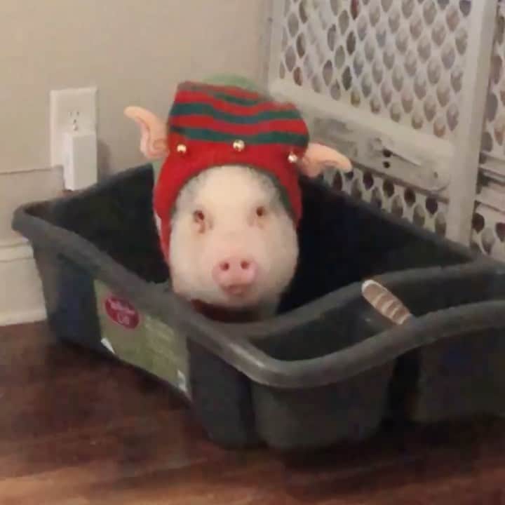 のインスタグラム：「Can’t an elf pee in peace!! 🎄」