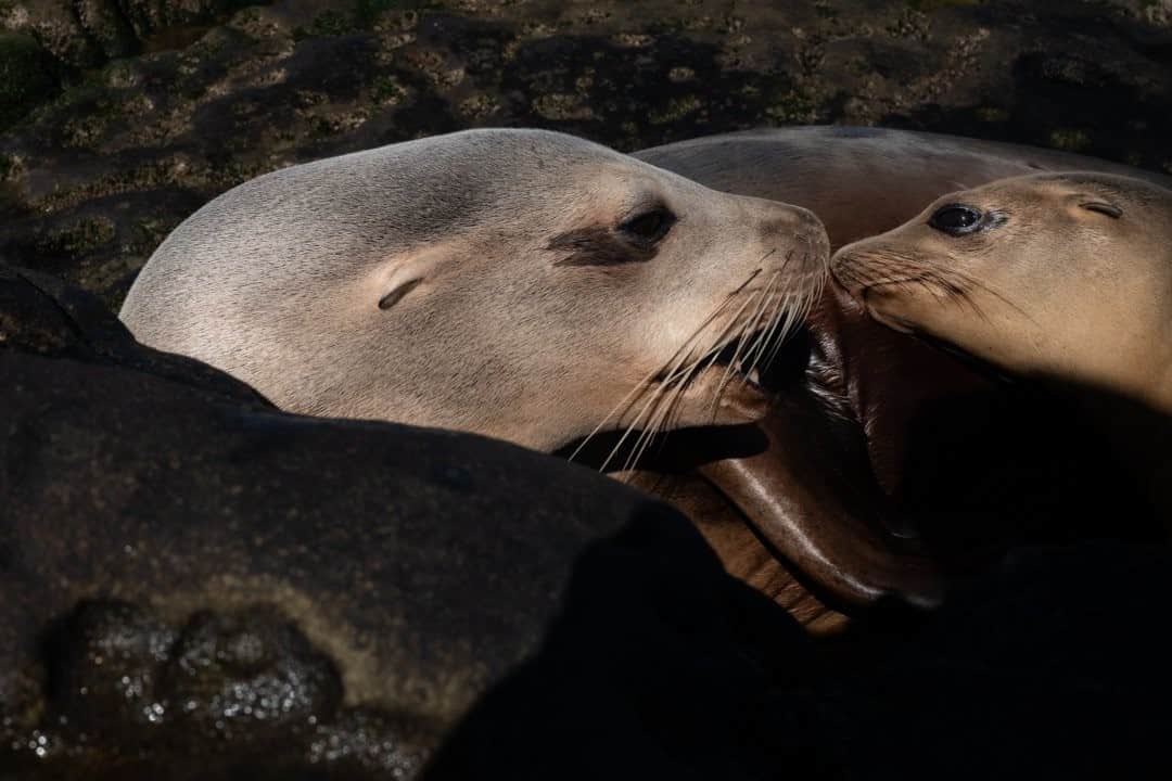 National Geographic Travelさんのインスタグラム写真 - (National Geographic TravelInstagram)「Photo by @juancristobalcobo / These sea lions are among the hundreds that can be seen around La Jolla Cove in San Diego, California. This protected ecological reserve and marine park is one of the best spots to watch these adorable mammals. #sealions #thecove #juancristobalcobo」12月20日 0時38分 - natgeotravel