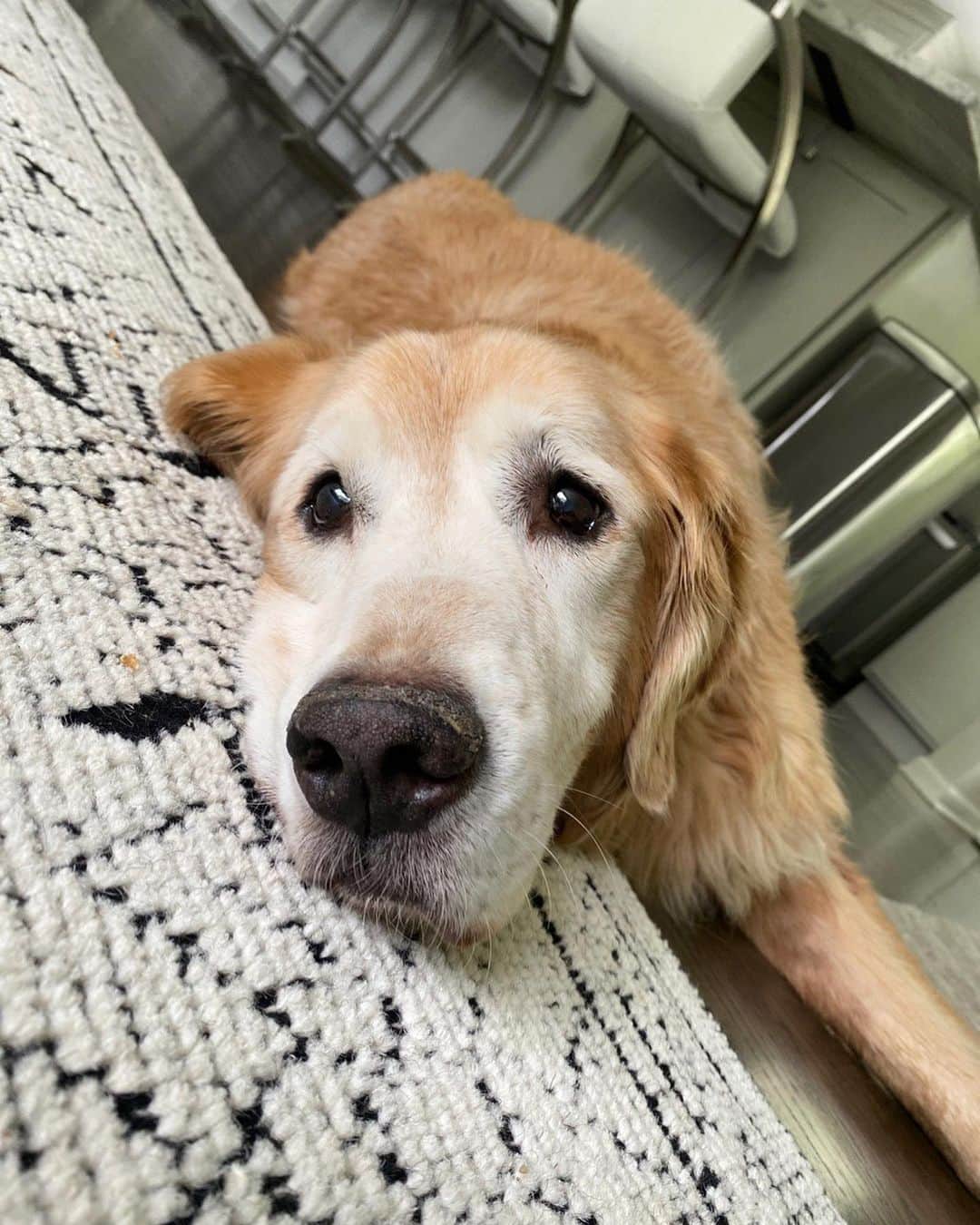 ショーン・ブースさんのインスタグラム写真 - (ショーン・ブースInstagram)「My man Tuck would have turned 12 today. I get asked almost daily (through emails or dm’s) how to get over the loss of a dog, how to move on, or how long after you should wait to get another one .. . I don’t know the answer to any of these. For me, I’ll never get over Tuck. He was my “soul dog”. I’ll miss him just as much 20 years from now as I do today. I’m sure this sounds crazy to everyone out there who hasn’t experienced a special bond with an animal, but I know all big dog guys out there get it .. . This doesn’t mean I love @walterboothdog any less. It’s a different kind of love. Which is completely fine. They are very very different boys which is great. I was one of those people who said I would never get another dog and never get another golden after I lost Tucker, and here we are 😬 . I realized that life is way too short to miss out on and having another bond & love with one. Life is just better with a dog in it, plain and simple.  So if you’re on the fence about getting another one, I say go for it. I don’t think you’ll regret it .. HBD King Tuck 👑」12月20日 0時47分 - shawn_booth18
