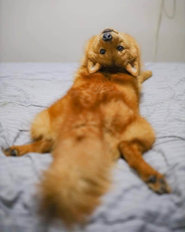 8crapさんのインスタグラム写真 - (8crapInstagram)「“I think my dog is broken” - Want to get featured like her? Join “The Barked Club” on FACEBOOK and post something now! 👉 barked.com - 📷 @kayatheshepherd - #TheBarkedClub #barked #dog #doggo #FinnishSpitz」12月20日 1時00分 - barked
