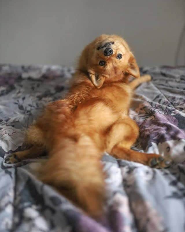 8crapさんのインスタグラム写真 - (8crapInstagram)「“I think my dog is broken” - Want to get featured like her? Join “The Barked Club” on FACEBOOK and post something now! 👉 barked.com - 📷 @kayatheshepherd - #TheBarkedClub #barked #dog #doggo #FinnishSpitz」12月20日 1時00分 - barked