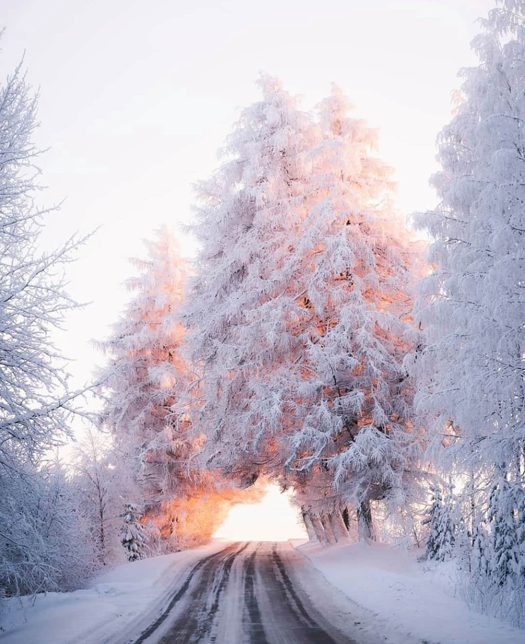 Earth Picsさんのインスタグラム写真 - (Earth PicsInstagram)「A picture perfect winter forest and sun rays in Finland 🌲❄️ by @jukkapaa」12月20日 1時00分 - earthpix