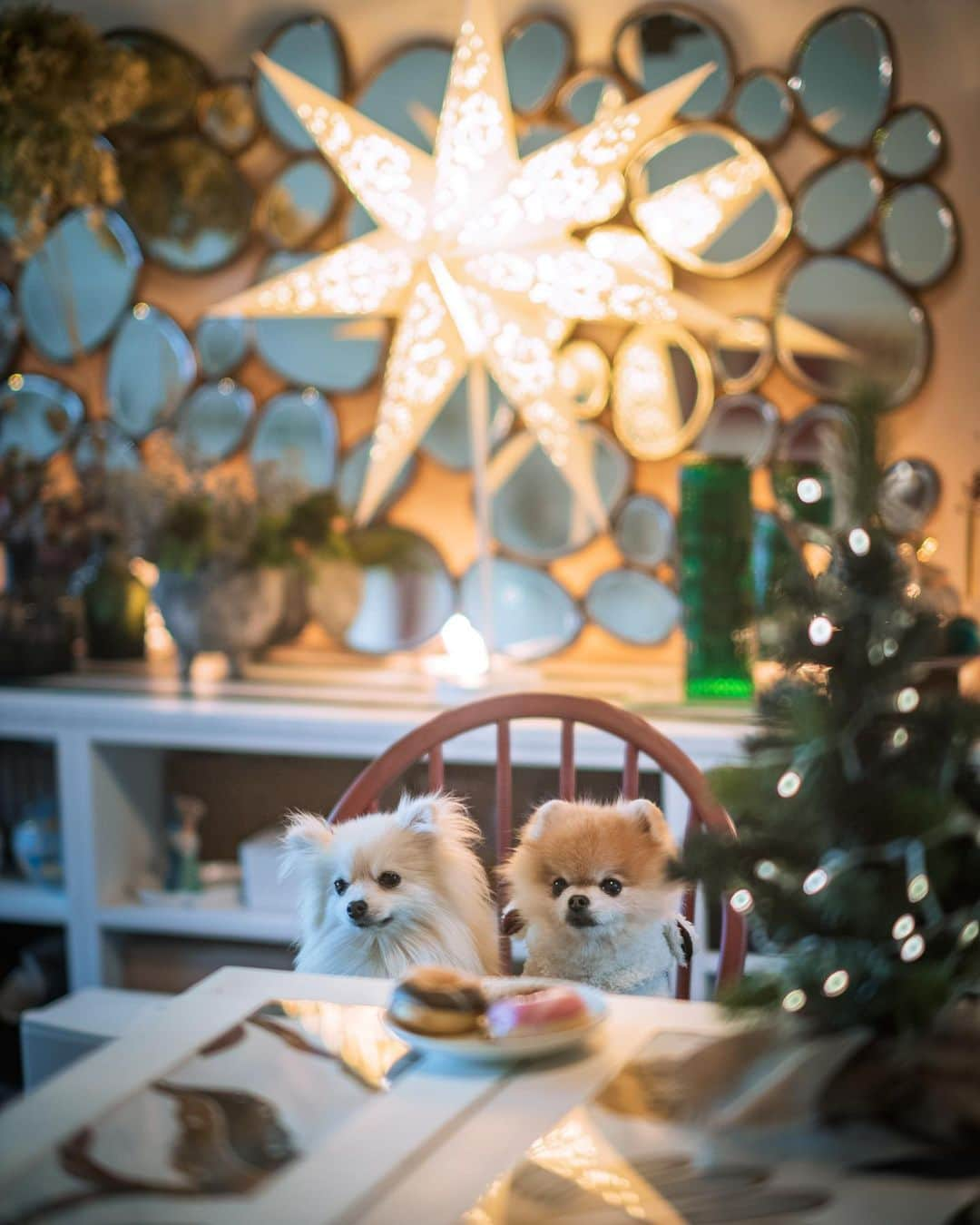 ポテチンさんのインスタグラム写真 - (ポテチンInstagram)「The party. White pomeranians ver.」12月20日 1時16分 - pom.potechin