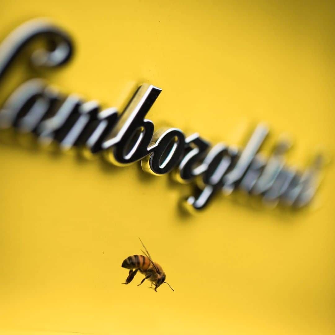 ランボルギーニのインスタグラム：「We let innovation shine its light on everything we do. On our masterpieces, but also on our relationship with the world around us. In the Lamborghini Park we used three hives to analyze the environmental impact of possible polluting substances: their honey, pollen, wax, propolis and the bees themselves let us gain insight into this subject. It confirmed the importance of a great project, focused on balancing the human way of life and productive activities with the environment’s health. A work that is still going on. Also this Christmas, our employees will receive a special gift among the others: the honey produced by the bees of our Lamborghini Park. It's the perfect way to express the importance of our Environmental Biomonitoring Project.  Photo by @janlimal.  #Lamborghini #LamborghinisNewTrail」