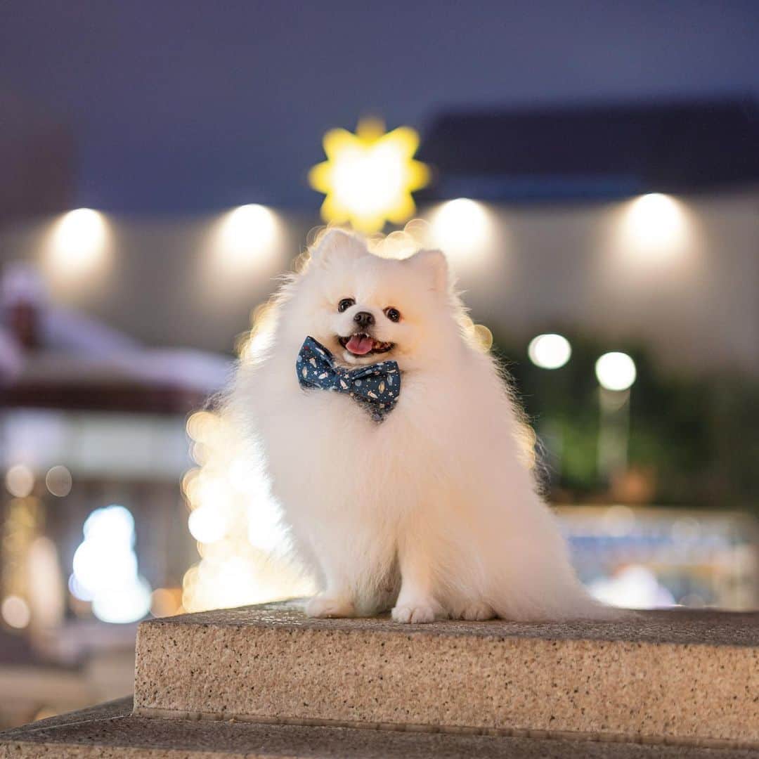 Mochi the Orkyehさんのインスタグラム写真 - (Mochi the OrkyehInstagram)「When choosing a Christmas tree, please consider me! I come with a star & a bowtie 🌟😬🎄❤️」12月20日 2時05分 - orkyeh