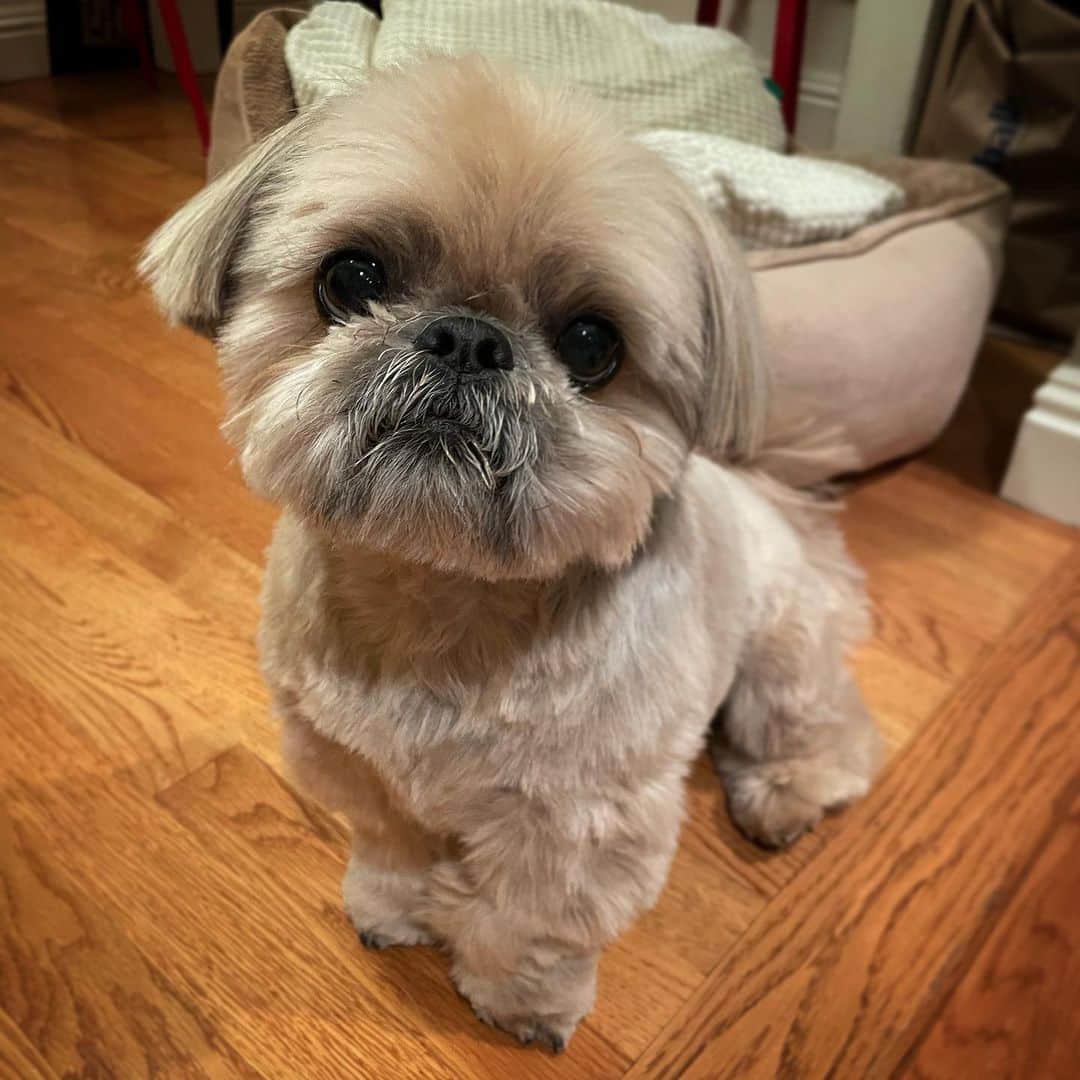 Dougie the Shih Tzuのインスタグラム：「Got a pedi-pedi yesterday.」