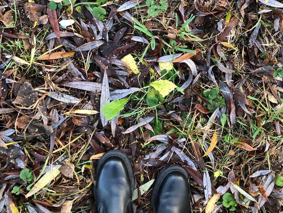 日登美さんのインスタグラム写真 - (日登美Instagram)「Captured, winter time 🍂❄️☀️  美しい冬の一日。 ベルリンは街だけど、20分も車で走れば森や自然がある。 歩くだけで宝物だらけな小道を行く。 子供と歩くドイツの夕暮れ😌❤️  #berlin #winter #germany #spazieren #withkids #familytime #momslife #お散歩 #ベルリン #子供と #歩く #歩くだけ #でも楽しい #何でも #宝物 #らしい #よかったね #今日も一日 #ありがとう」12月20日 2時09分 - hitomihigashi_b