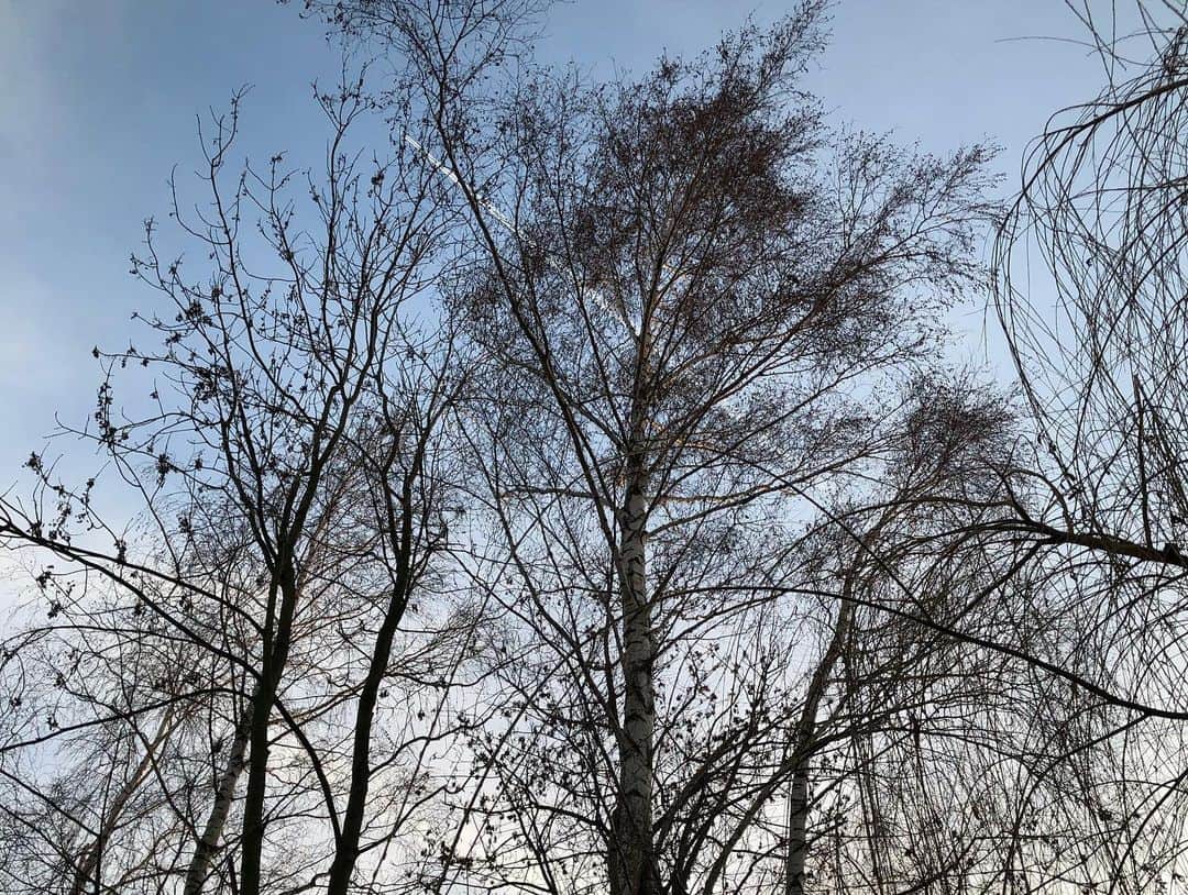 日登美さんのインスタグラム写真 - (日登美Instagram)「Captured, winter time 🍂❄️☀️  美しい冬の一日。 ベルリンは街だけど、20分も車で走れば森や自然がある。 歩くだけで宝物だらけな小道を行く。 子供と歩くドイツの夕暮れ😌❤️  #berlin #winter #germany #spazieren #withkids #familytime #momslife #お散歩 #ベルリン #子供と #歩く #歩くだけ #でも楽しい #何でも #宝物 #らしい #よかったね #今日も一日 #ありがとう」12月20日 2時09分 - hitomihigashi_b