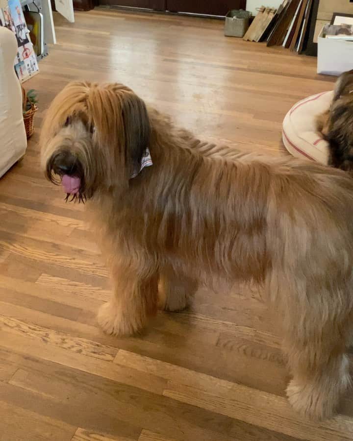 ガブリエル・アンウォーのインスタグラム：「So Earnest. #Harry #Paloma #briard #leonberger #sharedspace @shareefmalnik」