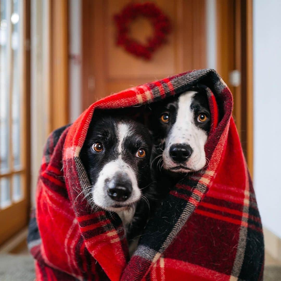 Andrew Knappのインスタグラム：「GIVEAWAY! #ad The holidays will be extra special with these two guys, and keeping cozy in these cold months with them has become a fine art. Have you mastered the art of cozy? I've teamed up with @AmazonPets for a $2,000 giveaway to help you have the coziest season yet.   To enter for a chance to win: 1. Follow @AmazonPets 2. Like the giveaway post on their grid (look for Momo & Boo in a blanket) 3. Tag 3 friends in the comments on @AmazonPets’ post   Good luck!」