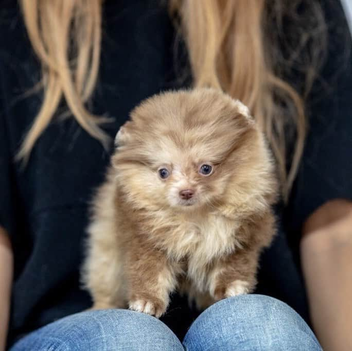 Puppy For Sale.さんのインスタグラム写真 - (Puppy For Sale.Instagram)「Очень красивая маленькая  девочка, окрас шоколадный мерле. ⠀ Very beautiful little female , chocolate merle color.  The puppy has different eyes: blue and green ⠀ ___ ⠀ Следите за нашими обновлениями и подписывайтесь👇 ⠀ @artsimpatiya ⠀ Больше информации, фото и видео: Директ, на личном сайте питомника Арт Симпатия: www.artsimpatiya.ru ⠀ #puppypomerian #chiotpoméranien #puppypom #puppypomeranian #pomeranianmerle #pomeranianparis #merlepomeranian #pomeranianpup #pomeranianpuppy #pomeranianpuppies #pomeranianfrance #pomeranianspitz #pomeranianpage #pomeraniandogs #pomeranianlovers #teacuppuppies #merlepom #teacups #pomerania #spitztagram #spitzlovers #spitzpomeranian #spitzclub #spitzdog #spitzpuppy #merlepomeranians #merlepoms #merlepomeranianpuppy」12月20日 2時33分 - artsimpatiya