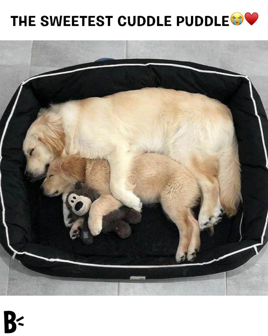 BarkBoxさんのインスタグラム写真 - (BarkBoxInstagram)「i NEEDED this today! also CAN Y'ALL HELP US FIND THESE PUPS? I wish to tag them 🤠」12月20日 2時40分 - barkbox