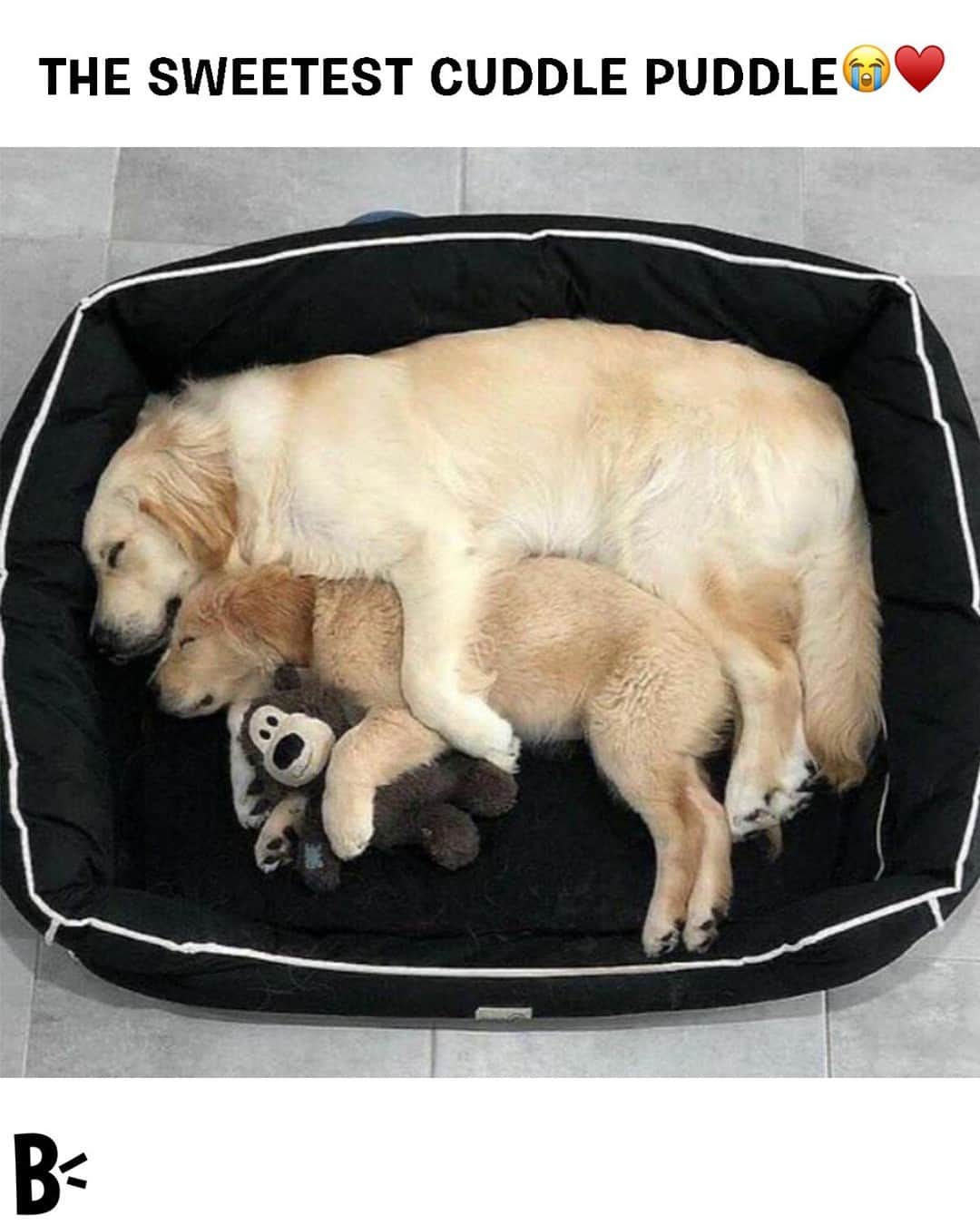 BarkBoxのインスタグラム：「i NEEDED this today! also CAN Y'ALL HELP US FIND THESE PUPS? I wish to tag them 🤠」