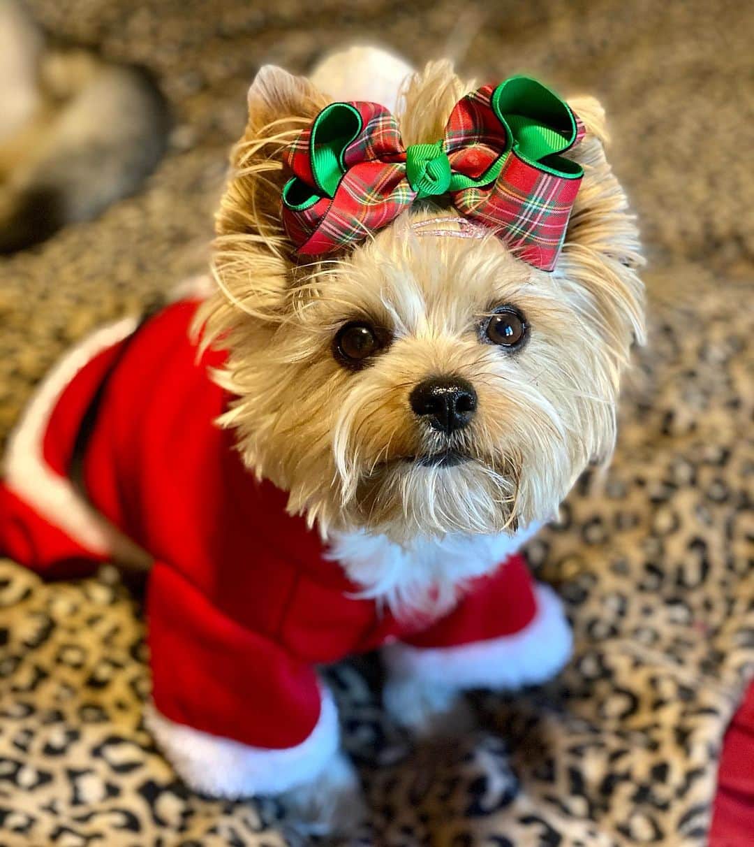 さんのインスタグラム写真 - (Instagram)「Allie 💭 Dear Santa, I’m going to make you lots of your favorite cookie this year! 🤩👌🏼🍪😋 Please bring me extra toys! 🥰♥️🎁🎅🏼🎄#WaitingForSanta #MilkAndCookie #CanHardlyWait #JoyToTheWorld #JingleBell #ChristmasTime2020」12月20日 2時59分 - happyyorkiefamily