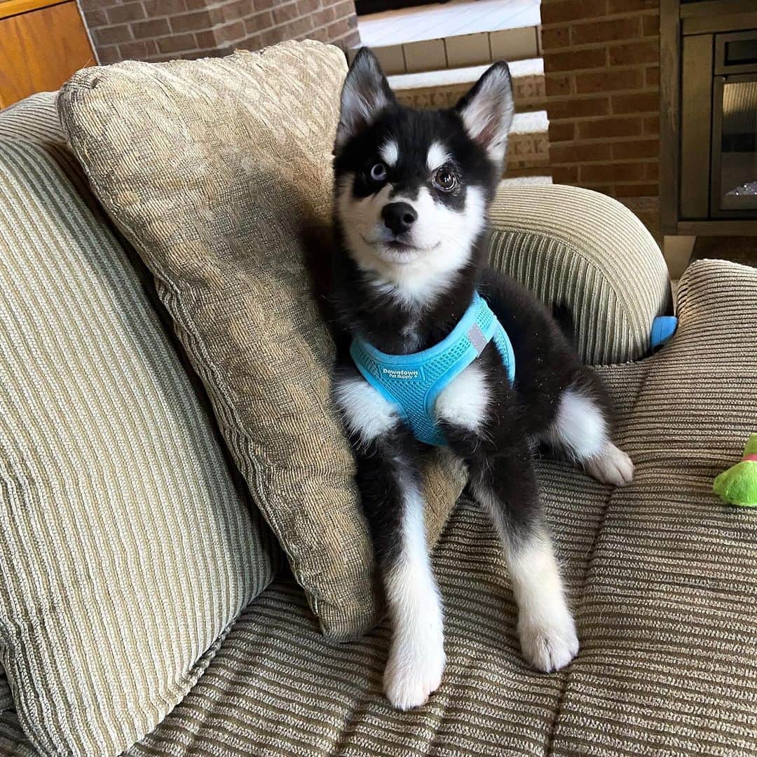 Niece Waidhoferさんのインスタグラム写真 - (Niece WaidhoferInstagram)「🐾PUPPY NAMING CONTEST🐾 💰Winner gets $100 via Venmo💰 ❗️Relevant information: -He is a pomsky (Pomeranian/Siberian husky mix) -I got him for my momma, so the name must be SFJ (safe for Jesus)  Edit: the winning name is Bowie :) prize money sent to the first person to suggest it :)  My mom actually didn’t like it lol so the puppy still doesn’t have a name, but it was my fav so prize money sent oh wells」12月20日 3時01分 - niecewaidhofer