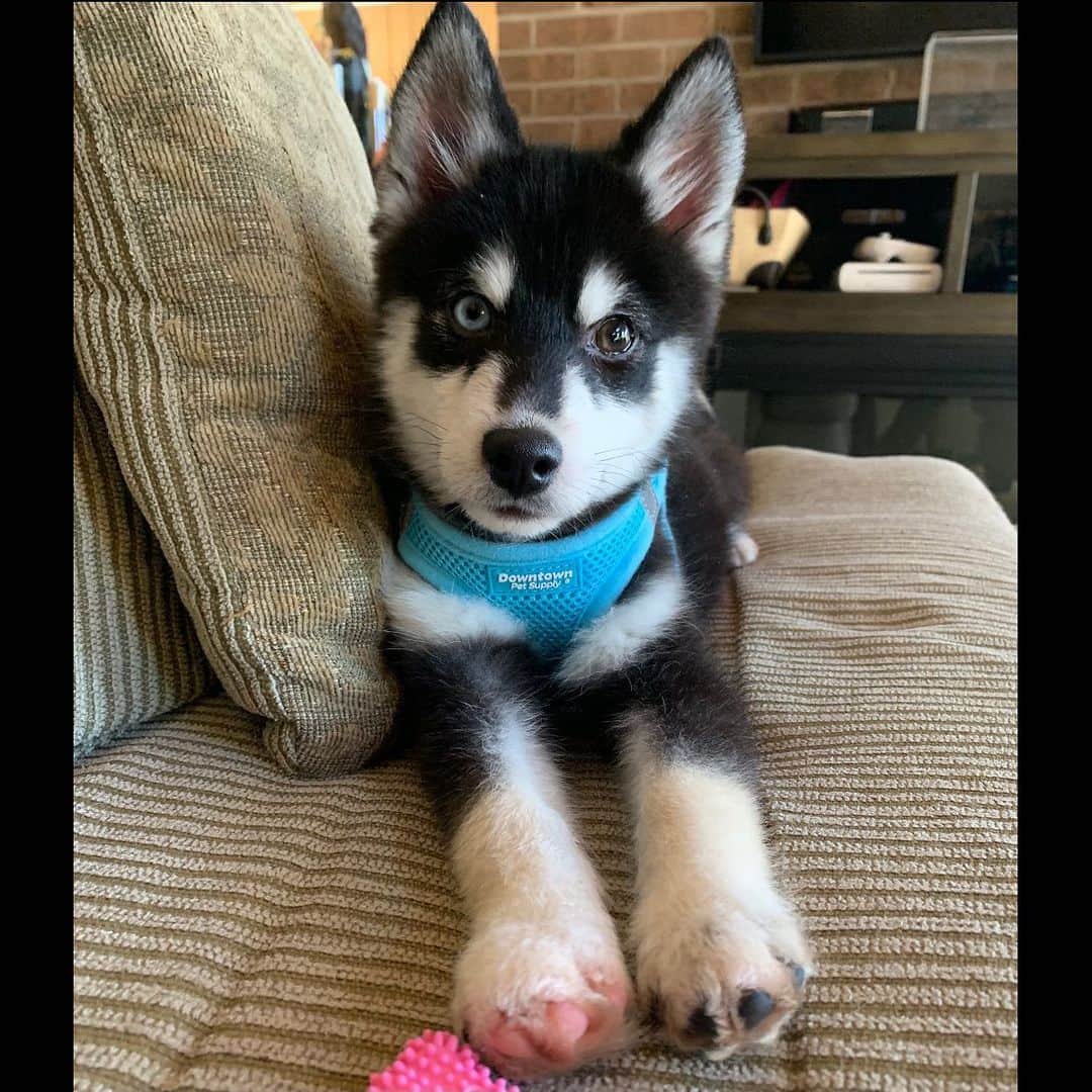 Niece Waidhoferさんのインスタグラム写真 - (Niece WaidhoferInstagram)「🐾PUPPY NAMING CONTEST🐾 💰Winner gets $100 via Venmo💰 ❗️Relevant information: -He is a pomsky (Pomeranian/Siberian husky mix) -I got him for my momma, so the name must be SFJ (safe for Jesus)  Edit: the winning name is Bowie :) prize money sent to the first person to suggest it :)  My mom actually didn’t like it lol so the puppy still doesn’t have a name, but it was my fav so prize money sent oh wells」12月20日 3時01分 - niecewaidhofer