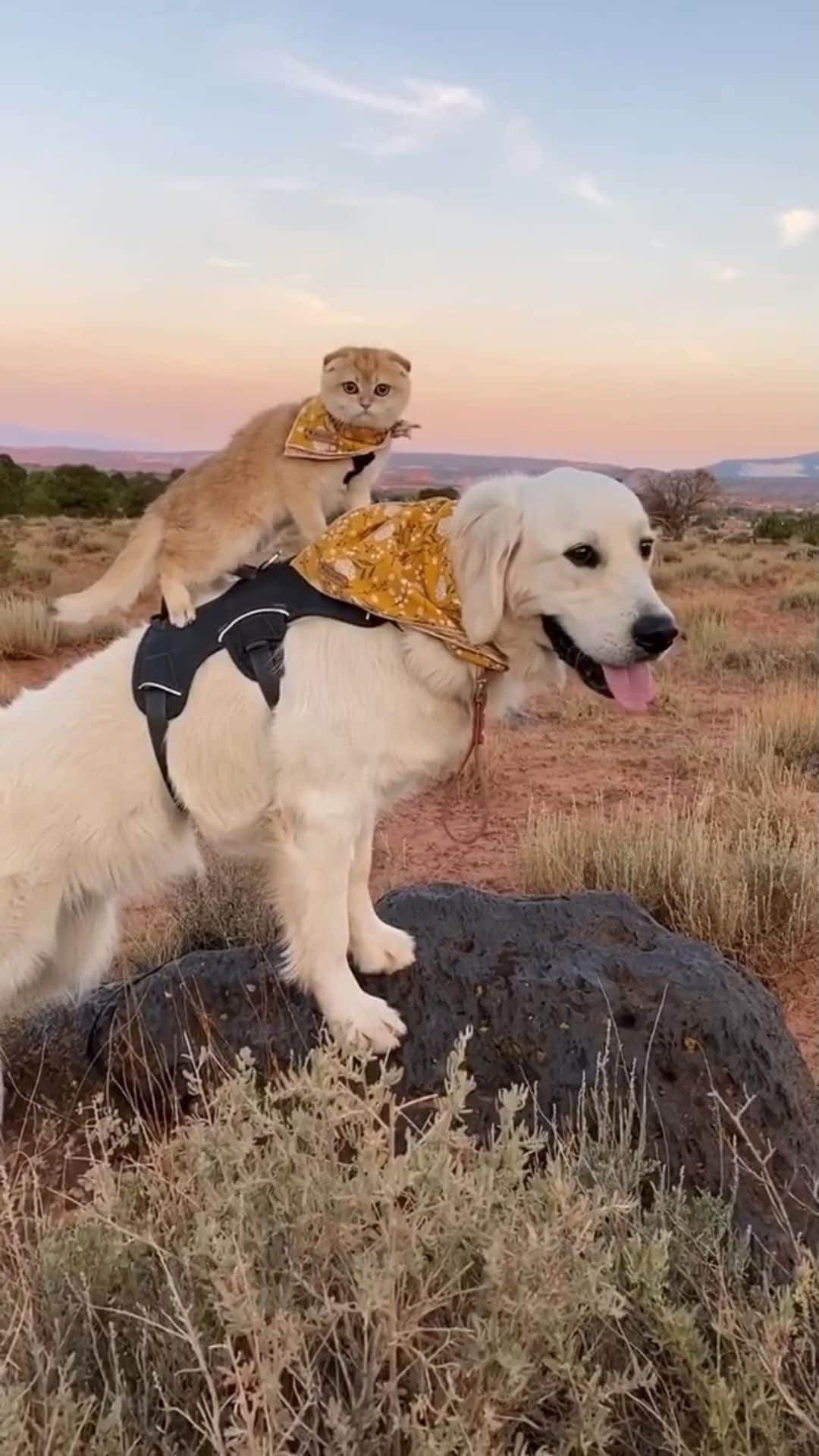 DogsOf Instagramのインスタグラム