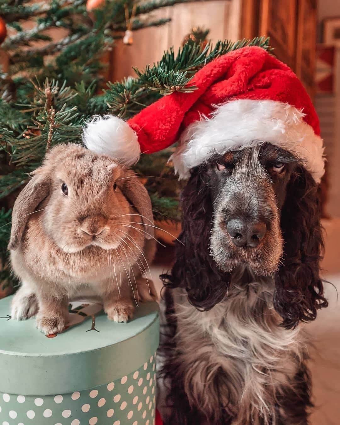 8crapさんのインスタグラム写真 - (8crapInstagram)「Looks like somebody’s not so excited about Christmas… - Want to get featured like them? Join “The Barked Club” on FACEBOOK and post something now! 👉 barked.com - 📷 @narcos_cockerspaniel - #TheBarkedClub #barked #dog #doggo #EnglishCocker #CockerSpaniel」12月20日 4時00分 - barked