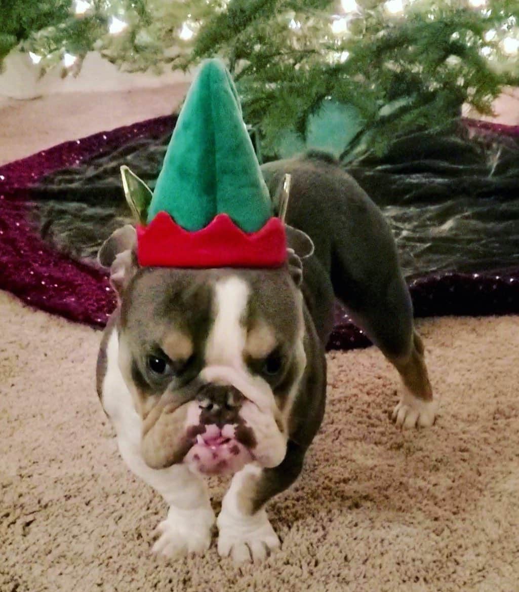 Bodhi & Butters & Bubbahのインスタグラム：「The naughtiest little elf 🎄  . . Thank you @goldenleash.biz for taking such good care of our nugget when we’re at work!!!!  . . . . #elf #christmas #bulldog #cute #dog #holiday #season #merrychristmas #smile #sweet #boy #puppiesofinstagram #bestoftheday #dogsofinstagram #puppy #love #mylove #saturday #weekendvibes」