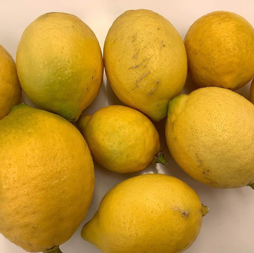桑原麻美さんのインスタグラム写真 - (桑原麻美Instagram)「レモンを見ると、﻿ つい持って写真が撮りたくなる😊﻿ ﻿ 実家からどっさり﻿ 無農薬レモン🍋﻿ ﻿ 父の畑にレモンの木があり、﻿ 今年はたくさんなっている！﻿ ﻿ 皮まで使える無農薬レモンって、﻿ なかなか手に入らないし、﻿ 結構なお値段がするので、﻿ 嬉しいです♡﻿ ﻿ ビタミンCをたっぷり補給させてもらお♫﻿ ﻿ ・・・・・・・・・﻿ ﻿ メルマガ登録は﻿ プロフィールから♡﻿ @asami_kuwabara﻿ ﻿ #桑原麻美﻿ #アナウンサー﻿ #フリーアナウンサー﻿ #司会者﻿ #話し方講師﻿ #マナー講師﻿ #研修講師﻿ #傾聴コミュニケーション﻿ #インストラクター﻿ #無農薬レモン﻿ #ビタミンC﻿ ﻿ ﻿ ﻿ ﻿ ﻿ ﻿ ﻿ ﻿ 　﻿ ﻿ ﻿ ﻿ ﻿ ﻿ ﻿ ﻿ ﻿ ﻿ ﻿ ﻿ ﻿ ﻿ ﻿ ﻿ ﻿ ﻿ ﻿ ﻿ ﻿ ﻿」12月20日 9時42分 - asami_kuwabara