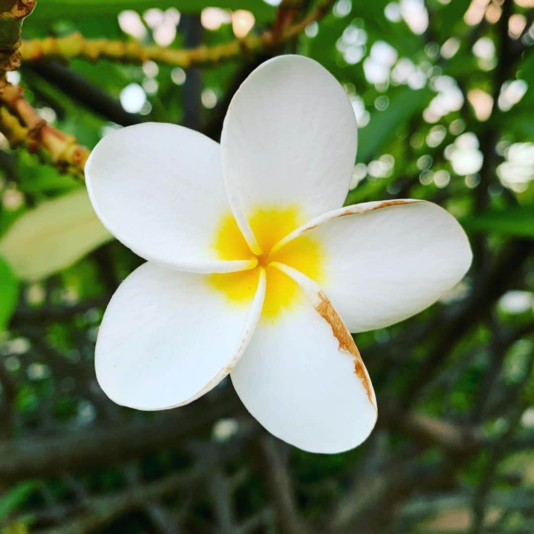 ブライス・ジョンソンのインスタグラム：「For you. #flowersofinstagram」