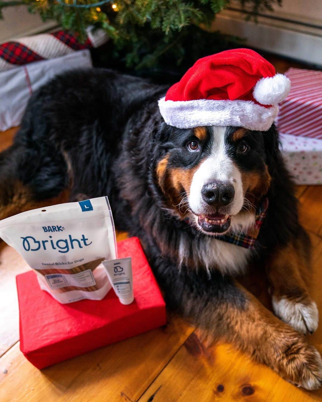 The Dogistさんのインスタグラム写真 - (The DogistInstagram)「GIVEAWAY: On the 19th day of DOGMAS, #TeamDogist gave to me… a SIX-MONTH subscription to @bark.bright ! That’s right, a giveaway for healthy teeth, happy pups and bad-breath free smooches. TO ENTER: tag a friend below, and follow @bark.bright , @thedogistshop, @wafflenugget, @simonsits and @chasingelsa. Winner will be announced TOMORROW! Merry Dogmas!」12月20日 5時04分 - thedogist