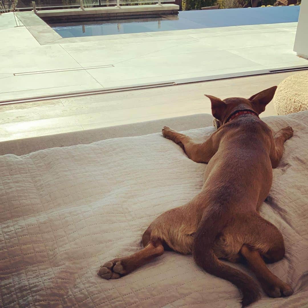 キャシー・グリフィンのインスタグラム：「EXHAUSTED!!!  #dogsofinstagram  #puppiesofinstagram」